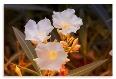 IEZUENR White Oleander Poster Natural Scenery, Flowers, Plants, And Trees Art Prints Home Wall Aesthetic24x36inch(60x90cm)