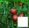 Vigor-Blinky Red plástico para trepadoras