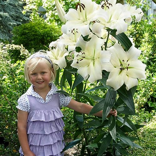 Lys Géants Pretty Woman (3 pièces) - Bulbes de Fleurs Robustes - des Pays-Bas pour le Jardin - Gros bulbes (pas de graines, non artificiels)