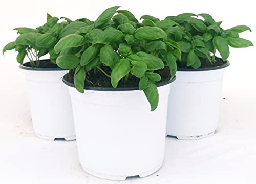POWERS TO FLOWERS - BASILICO GENOVESE CLASSICO BIO, VASO 14CM, 3 PIANTE, piante vere