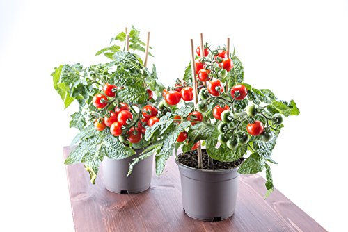 Rote Mini-Tomate 'Tiny Tim' Zwrg Tomate 20 Samen