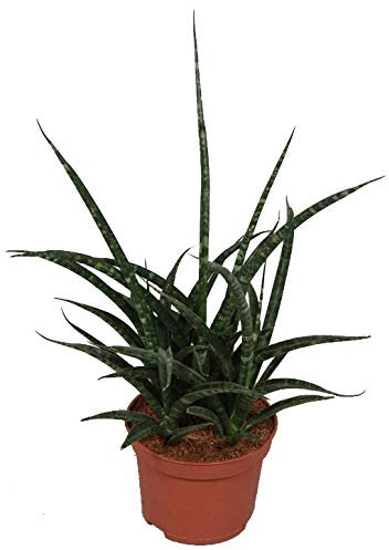 Bogenhanf (Sanseveria Fernwood Punki), mit dunkelgrünen kräftigen schlanken Blättern, pflegeleichte Zimmerpflanze, außergewöhnliche Blattform (ca. 35cm hoch im 12cm Topf)