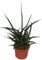 Bogenhanf (Sanseveria Fernwood Punki), mit dunkelgrünen kräftigen schlanken Blättern, pflegeleichte Zimmerpflanze, außergewöhnliche Blattform (ca. 35cm hoch im 12cm Topf)