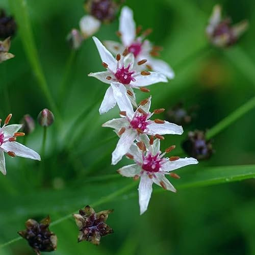 50 pcs Schwanenblume Samen Zimmerpflanzen Samen (Butomus umbellatus) Bodendecker Pflanzen Winterhart Teichdeko Balkonpflanzen Winterhart Mehrjährig Teichpflanzen Gartengeschenke Stauden