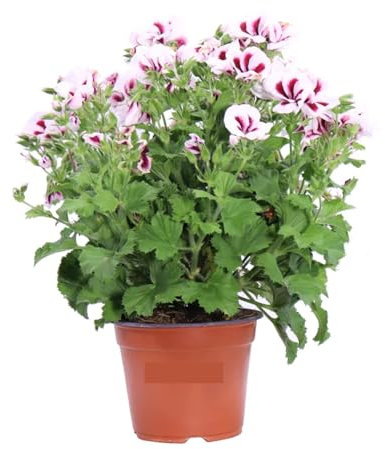 Geranio Imperiale Bianco e Rosso 3 Pezzi | Gerani Imperatore Bianco e Rosso | Fioritura Continua da Maggio a Ottobre | Facili da Coltivare | Giardinaggio, Balconi, Terrazzo e Giardino | 3 Piante