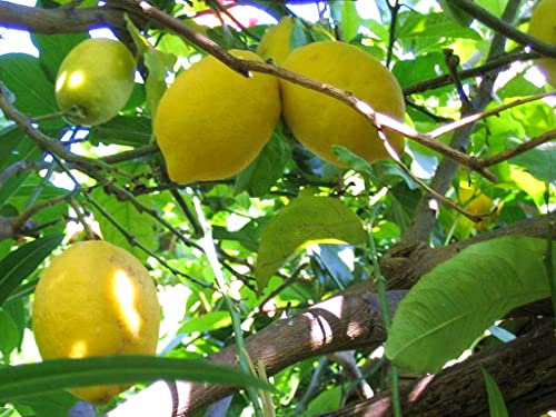 ALBERO DI LIMONE INTERDONATO DI MESSINA IGP IN FITOCELLA O VASO 18/20 CM