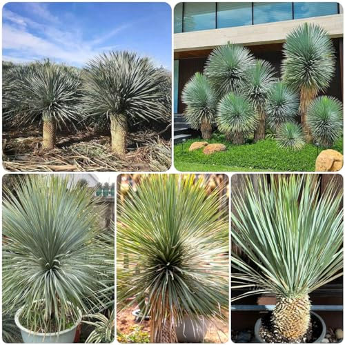 30 pcs palmlilie winterhart samen, balkon beet, winterharte pflanzen (Yucca rostrata) extrem winterharte kübelpflanzen, geschenke für pflanzenliebhaber topfpflanzen echt, gartensamen