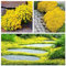 NULIYA 10000+ Kriechender Thymian Samen für die Bepflanzung -Perennial Bodendecker Pflanzen Blumen Non-GMO Heirloom (Gelbe Farbe)