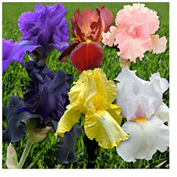 Potted 2 Litre Iris Germanica Bearded Iris 2 Mixed Varieties Hardy Garden Summer Perennial Plant : - by GARTHWAITE NURSERIES® : - UK Stockist