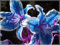 Lilienzwiebeln, Zwiebelblumen, Winterhart MehrjäHrig ，Zarte, Duftende BlüTen,Lilien Pflanze，Lilien Knollen Winterhart，Lilien Zwiebeln Winterhart，Lilium Asiaticum，Winterhart-2Zwiebeln-U