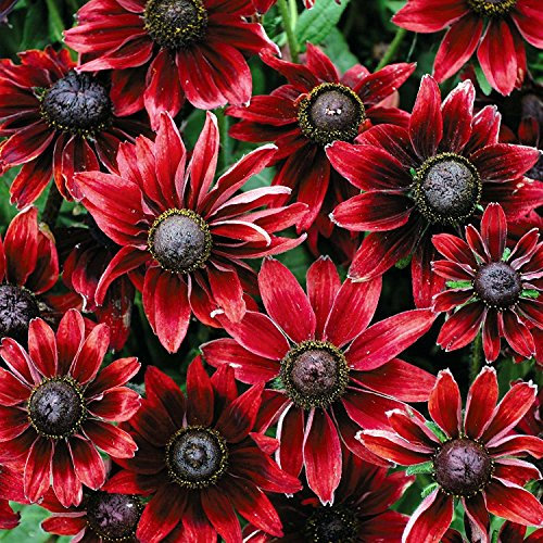 Sonnenhut 'Cherry Brandy' 30 Samen, Rudbeckia -Seltene und erstaunliche Vielfalt