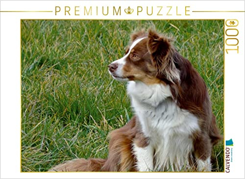 CALVENDO Puzzle Miniatur Australian Shepherd | 1000 Teile Lege-Größe 64 x 48 cm Foto-Puzzle für glückliche Stunden
