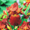 COOTO Garden 1x Iris rhizom Schwertlilie winterhart Bart Iris Gartenpflanzen Iris pflanze Germanica Sultans Palace