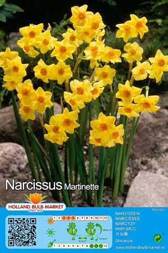 Narzissenzwiebeln : Narcissus Narzissen Osterglocken Zwergnarzisse MARTINETTE 5 Blumenzwiebeln