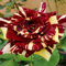 Strauchrosen, Duftrosen, Hybridrosen, zweifarbige Rosen-Rosen pflanzen winterhart-4Pflanze-J