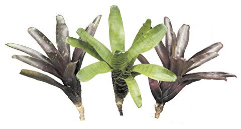 Allterra Bromelien 3er Mix, ungetopft, Bromeliengewächs