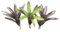 Allterra Bromelien 3er Mix, ungetopft, Bromeliengewächs