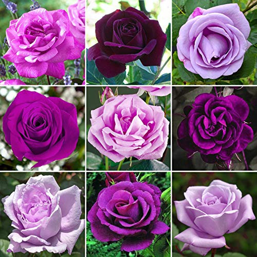 Magnifique Rosier Violet/Lilas en pot | Rosiers de jardin haut de gamme avec fleurs colorées en été