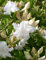 weiß blühende Garten Azalee Rhododendron luteum Whitethroat 30-40 cm hoch im 5 Liter Pflanzcontainer