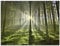 ARTland Wanddeko Glasbilder Wandbild Glas Bild einteilig 80x60 cm Querformat Natur Wald Landschaft Sonne Bäume Moos Frühling Landhaus T5SV ARTland