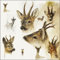 Ambiente Papierservietten - Servietten Lunch/Party/ca. 33x33cm Portraits of Deer - Porträts von Hirschen - Hirsch - Rien Poortvliet Collection Tisch-Deko