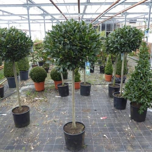 Alloro Laurus nobilis pianta aromatica sempreverde ad alberello in vaso ø24 cm h. 100/120 cm Vivaio di Castelletto