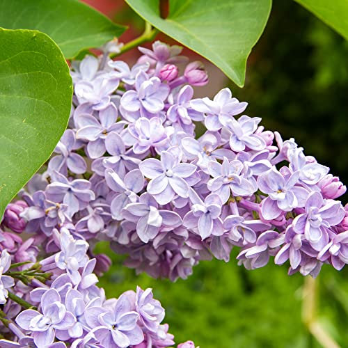 Syringa (Common Lilac) - Spring Planting Bare Root Shrub by Jamieson Brothers