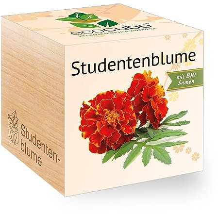 Feel Green - WE CREATE NATURE 297500 Feel Green Ecocube Studentenblume, Bio Samen, Nachhaltige Geschenkidee (100% Eco Friendly), Grow Your Own/Anzuchtset, Pflanzen Im Holzwürfel, Made in Austria