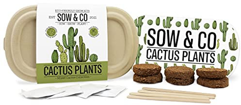 Gift Republic Cactus Plants Growing Kit Sow & Co Biodegradable Grow Kit Gardening Gift Cacti Seeds No Soil Eco-Friendly Growing Set Kids, Teens, Adults