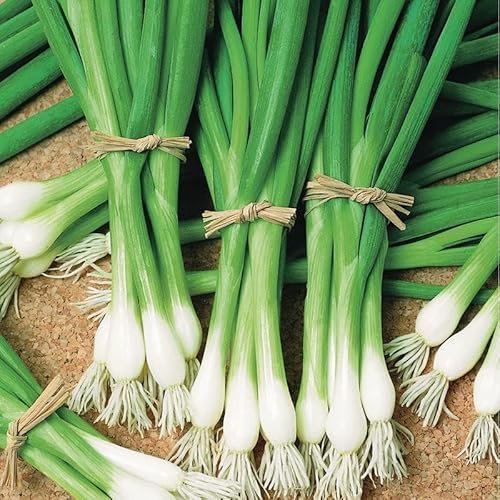 Spring Onion Seeds, Pack of 500 Seeds – Long White Lisbon Spring Onion Planting Seeds for Gardens, Pots & Allotments – Suitable for Indoor & Outdoor Planting
