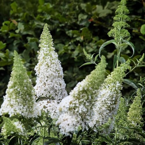 Schmetterlingsstrauch - Buddleja davidii White Profusion - Blüte Weiß - Laubabwerfend - Schmetterlingsanziehend - Topf 17cm Höhe 25cm