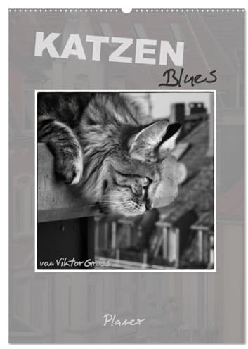 Katzen Blues/Planer (Wandkalender 2026 DIN A2 hoch), CALVENDO Monatskalender: Norwegische Waldkatzen - über den Dächern von Münster (CALVENDO Tiere)