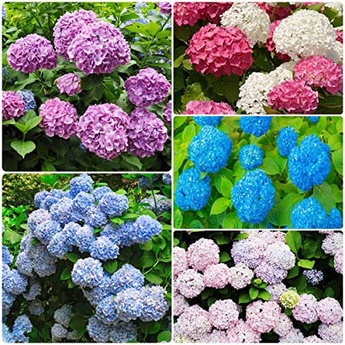Hortensien Samen Mischung - Hydrangea Macrophylla - Balkon Blumen Winterharte Pflanzen Für Den Garten Bienen Wiese Dekopflanze Sommerblumen Samen Gartenpflanze - 100 Stück