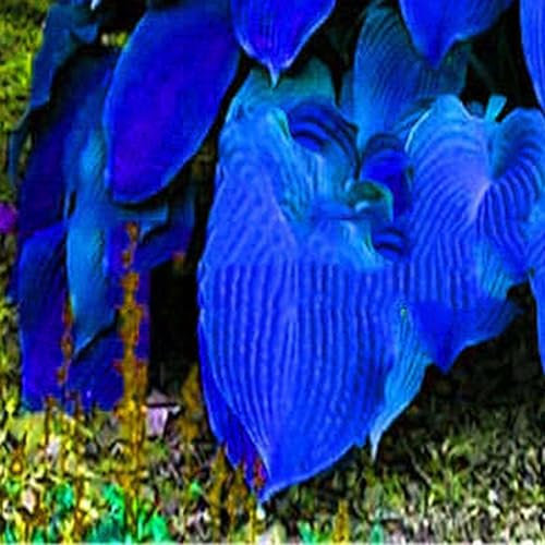 PERZOE 200 Pz Hosta Plantaginea Semi, Fragrante Piantaggine Bonsai Pianta Home Garden Decor Semi di Hosta Plantaginea