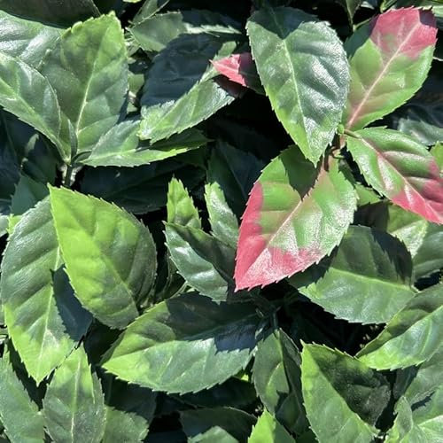 Siepe Finta Artificiale Sempre Verde in Piastrelle 100x100 cm PHOTINIA Foglie ZIGRINATE - KIT 4 Moduli 100x100 = 4 m2 - Qualità Garantita 10 anni