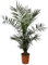 Trendyplants - Phoenix Canariensis - Hauteur 120-140 cm - Palmier dattier - Résistant à l'hiver - Taille du pot Ø20cm Vert