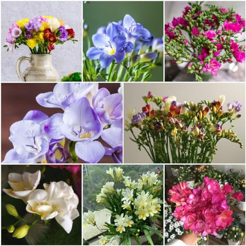 5 pcs freesien bio zwiebeln - hydrokultur pflanzen bienen geschenk, winterlinge zwiebeln winterhart mehrjährig blumenzwiebeln frühblüher blumendeko stauden winterhart