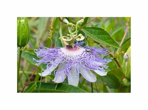 Stk - 3x Passiflora incarnata Passionsblume Garten Pflanzen - Samen B2212 - Seeds & Plants Shop by Ipsa