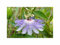 Stk - 3x Passiflora incarnata Passionsblume Garten Pflanzen - Samen B2212 - Seeds & Plants Shop by Ipsa