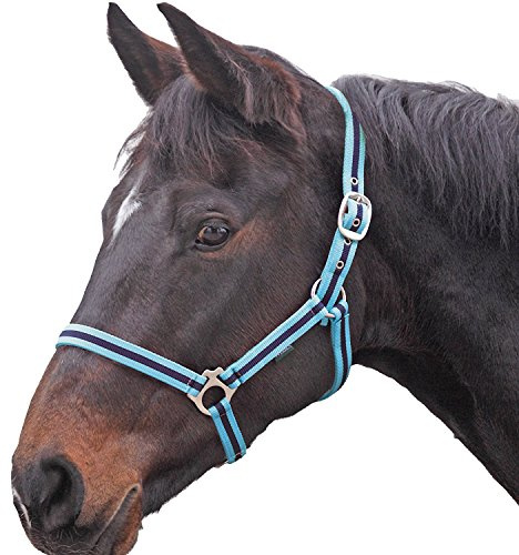 Shires Wessex Nylon Headcollar -Cambridge/Navy Foal