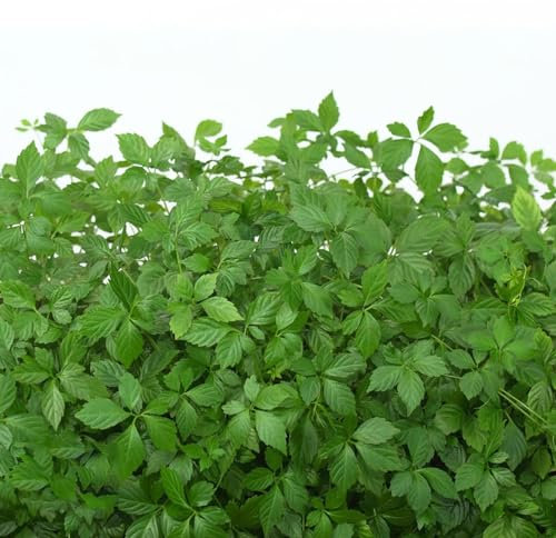 200 pcs jiaogulan pflanze samen wildkräuter samen pflanztöpfe topfpflanzen draußen winterhart bio saatgut exotische pflanzen winterhart deko pflanzen grüne kräuter hochbeet grünpflanzen