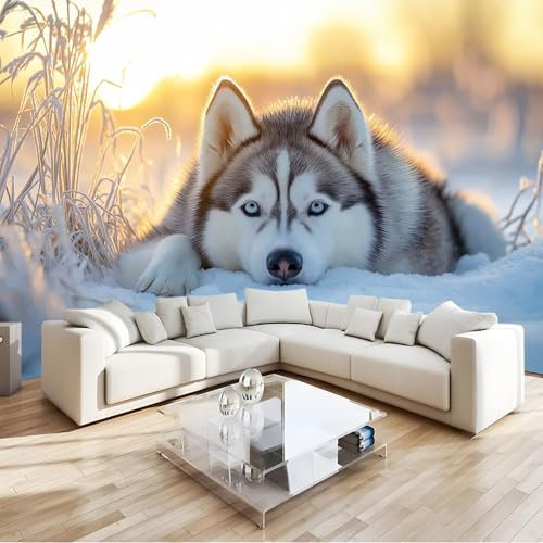 Generisch Fototapete 3D Effekt Tier Husky Tapete 200x140 cm 3D Vlies Wanddeko Wallpaper Wandtapete Dekoration Study Zimmer Wohnzimmer Restaurant Cafe