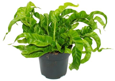 Asplenium antiquum Hurricane besondere Farn-Sorten fürs Zimmer Nestfarn 17cm Topf ca. 30-40cm hoch