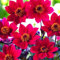 Carbeth Plants Dahlia Happy Days Cherry Red Plant 1 x 9cm Pot - Compact Dwarf Dahlia Flowering Perennial - Pollinator Friendly Garden Ready Shrubs - Perfect for Beds, Borders & Containers