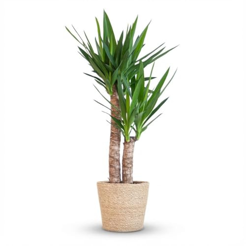 Green boutiQ - Zimmerpflanze - Yucca (Palmlilie) - Yucca Elephantipes - Grün - Pflegeleicht - 1 Pflanze - mit Korb - Topf 21cm - Höhe 80-95cm