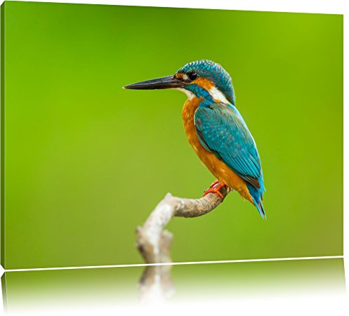 Pixxprint Kleiner Eisvogel, Größe: 80x60cm, Leinwandbild, fertig gespannt, Wandbild, Dekoration, Kunstdruck, kein Poster