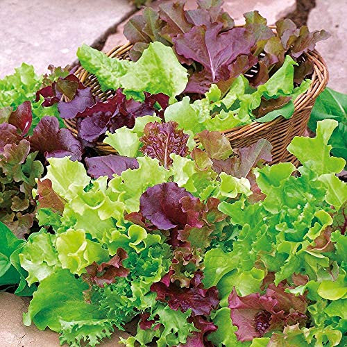 Lettuce - Mixed Salad Leaves - 500 Seeds
