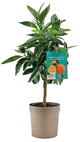 Pianta di Arancio Caniculata - Citrus Aurantium - H50-60cm - vaso ø18 (Tortora)