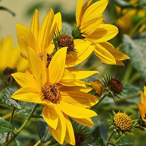 Sunflower Flower Garden Seeds - Maximilian - 1 g Packet ~375 Seeds - Perennial Wildflower Gardening Seeds - Sun Flower