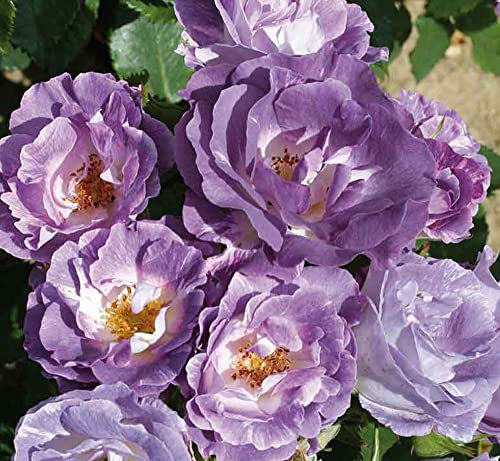 Rosa Bush Rose Floribunda 'Blue for You' Plant